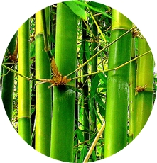 бамбу
